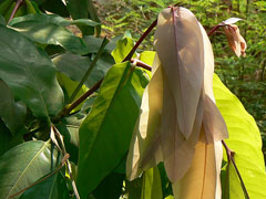 Handkerchief Tree