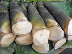 bamboo shoot