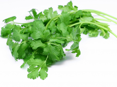 cilantro