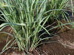 lemon grass