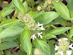 wild basil